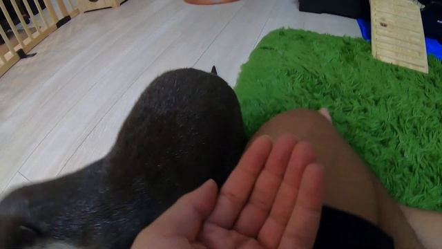 Self-making pee guard [Otter life Day94] DIYおしっこガード смотреть онлайн