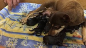 Роды той терьера