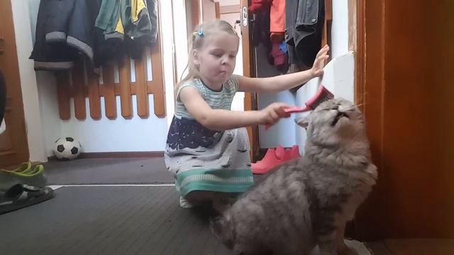 Расчесываю кота😸😸😸 смотреть онлайн