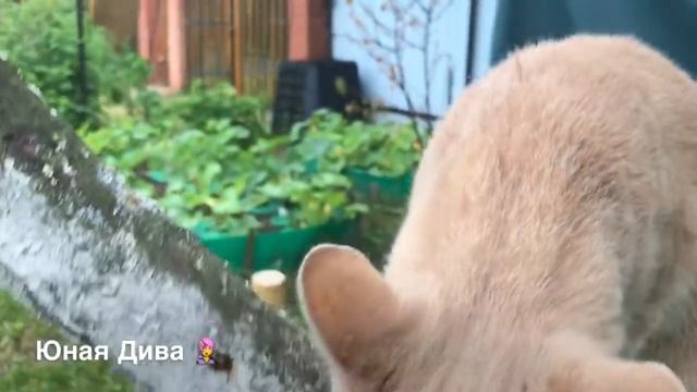 LC418:Женскийклуб. Дача. По телеку -Анжелика! А на даче зацвела гортензия! смотреть онлайн