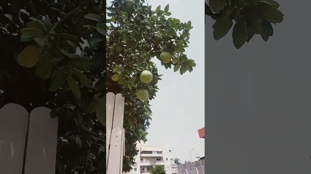 Памела растут около дома ??? смотреть онлайн