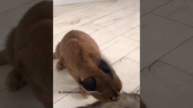 Как общается каракал смотреть онлайн