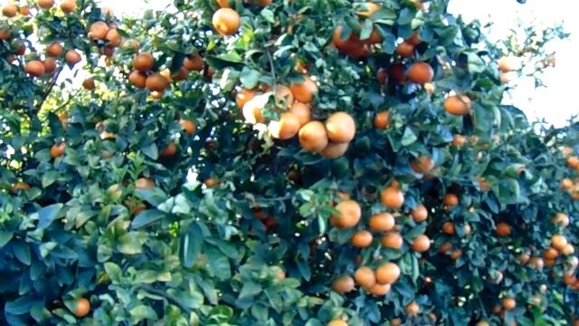 Cuties and Halo Tangerines смотреть онлайн