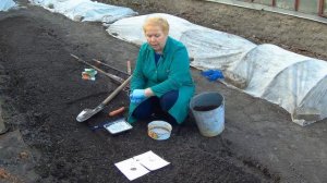 ? Посев семян моркови. Когда и как морковь сажать весной.