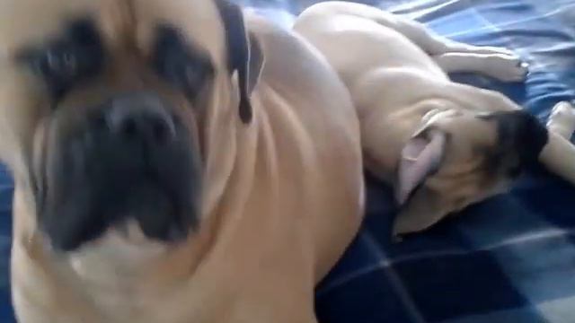 Bullmastiff Big Zefiro and Family смотреть онлайн
