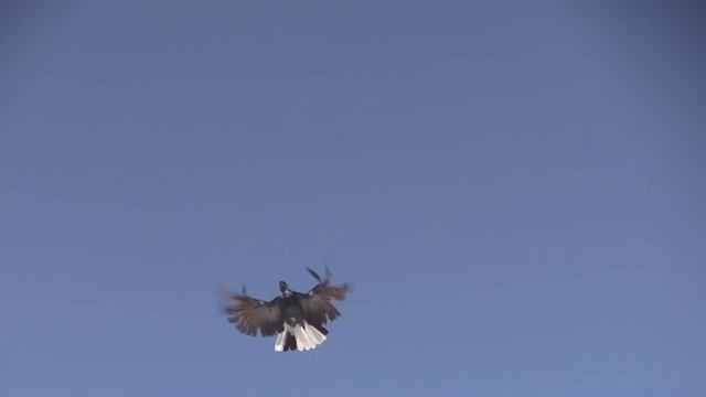 Дневник тренировок СВГ 8 01 2015 г смотреть онлайн