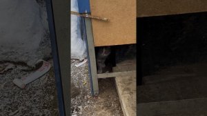Как я решила стать волонтёром и спасти уличных котят 🥺 #котики #волонтёрство #спасениекошек