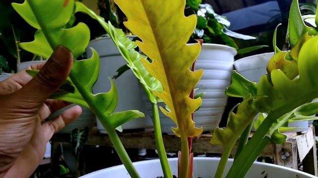 Philodendron crocodile golden смотреть онлайн