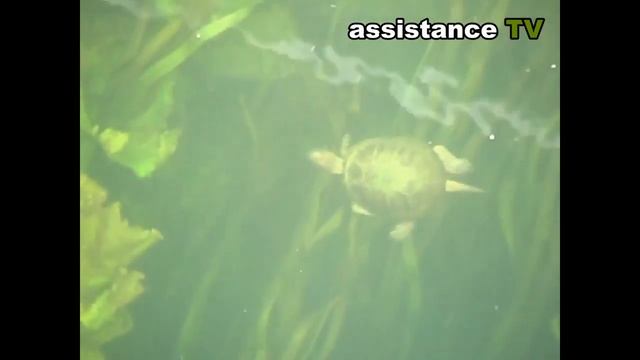 Жизнь черепахи под водой смотреть онлайн