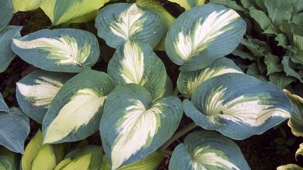 Proven Winners Shadowland Hudson Bay Hosta