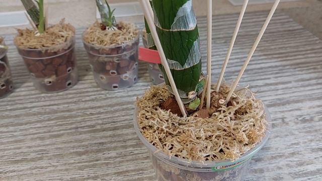 Почему не нужно поливать катасетумы (орхидеи морковки), пока не отрастут корни? Мои размышления. смотреть онлайн