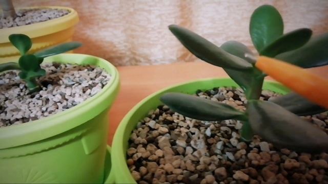 Денежное дерево. Обрезка осенью. смотреть онлайн