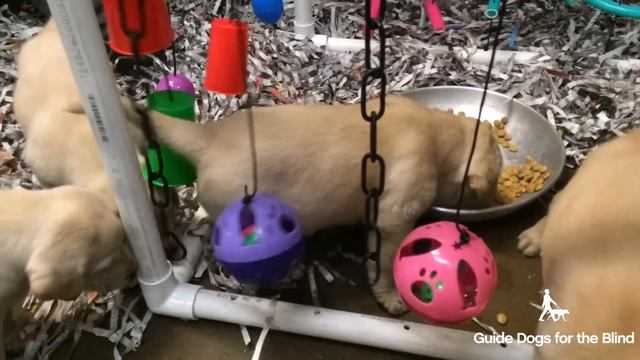 GDB Puppy Socialization - Adventure Box смотреть онлайн