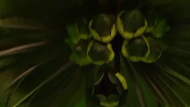 Tacca chantrieri 'Aameyri' смотреть онлайн