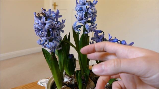 Hyacinth's Flowering 2017 смотреть онлайн