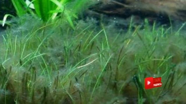 НИТЧАТКА В АКВАРИУМЕ. КАК БОРОТЬСЯ !? смотреть онлайн