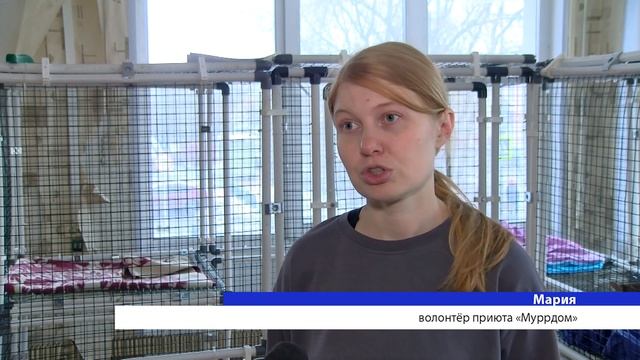 В этот раз героями выпуска стали кошка Пуся и кот Бром из приюта «Мурррдом» смотреть онлайн