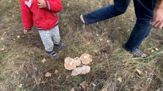 ГРИБНАЯ ПОЛЯНА / МНОГО ГРИБОВ / СЕЗОН ТИХОЙ ОХОТЫ / ГДЕ РАСТУТ ГРИБЫ /КАКИЕ ГРИБЫ СОБИРАТЬ В ЗАСУХУ смотреть онлайн