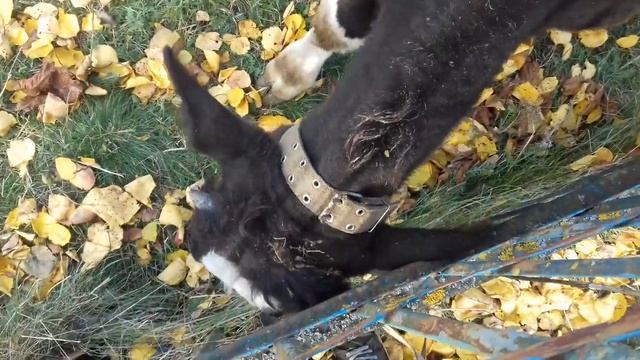 Супер Бычок! ? ТЕЛЁНОК в деле! ? Реальность в сельской местности! ?... смотреть онлайн