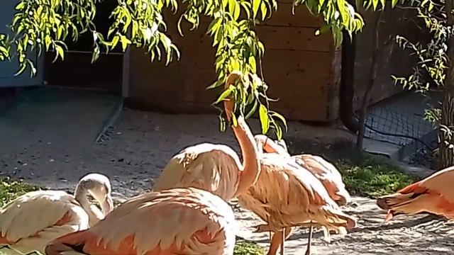 Розовый фламинго дитя заката.... смотреть онлайн