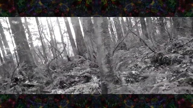 TUALATIN HILLS NATURE PARK III