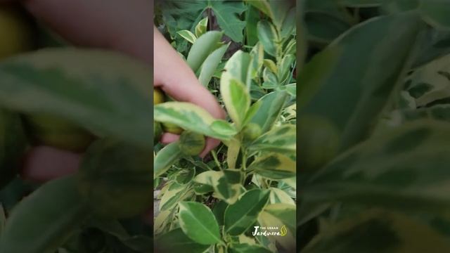 Humble Harvest: Variegated Calamansi / Calamondin Lime смотреть онлайн