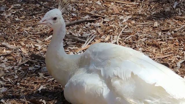 White Peacock - Faithful Travel Experience смотреть онлайн