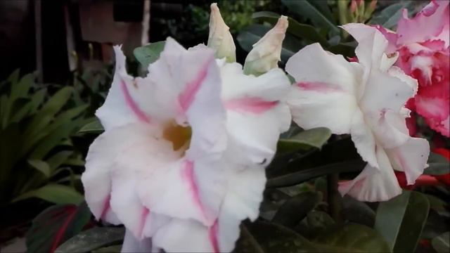 Rosas de adeniums #adenium #desertrose #flowers #garden #rosasdeldesierto #bloom #nature #bonsai смотреть онлайн