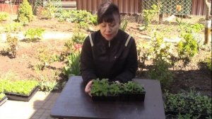 Выращивание гелиотропа  из семян.#гелиотроп #цветы #рассада #выращивание #гелиотропизсемян