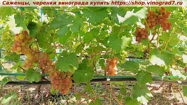 Парад сортов на 27.07.24 года - виноград ПОДАРОК НИОПОЛЮ окрашивание, созревание, характеристики. смотреть онлайн
