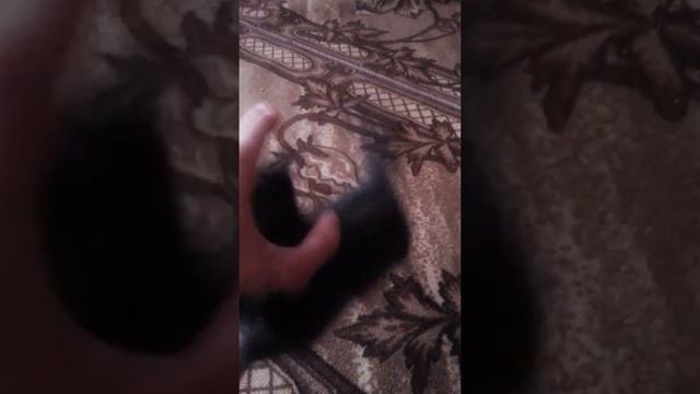 упрямый котенок смотреть онлайн