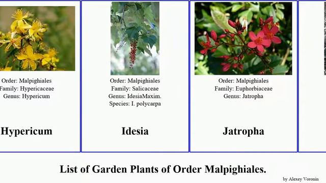 Garden Plants of Order Malpighiales смотреть онлайн