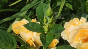 Роза Ханзештадт Росток????
Rosa Hansestadt Rostock