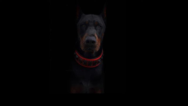 [FREE NO COPYRIGHT] "DOBERMAN" type beat/rap instrumental смотреть онлайн