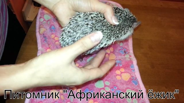 Так ли важно кормить ежа насекомыми? смотреть онлайн