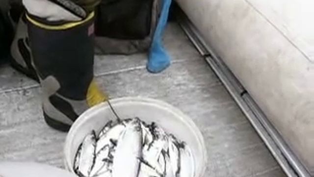 Лов салаки в Балтийске смотреть онлайн