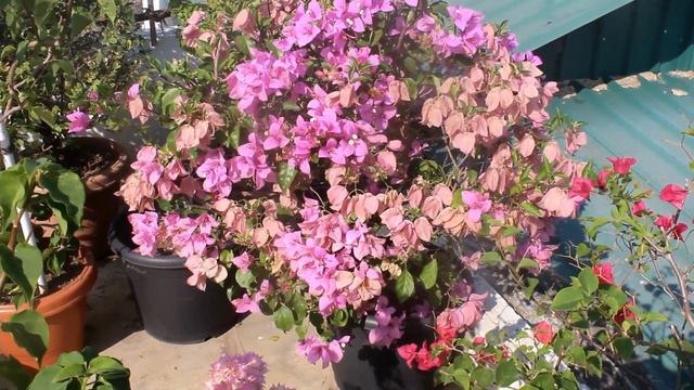 Bougainvillea Flowering TIPS That NEVER FAILS - 100% REAL RESULT смотреть онлайн