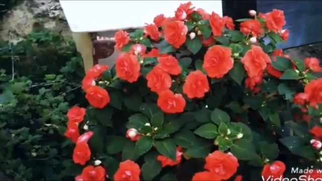 Цветы в саду Ванька мокрый смотреть онлайн