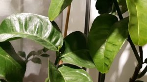 Подсветка цитрусовых растений на балконе