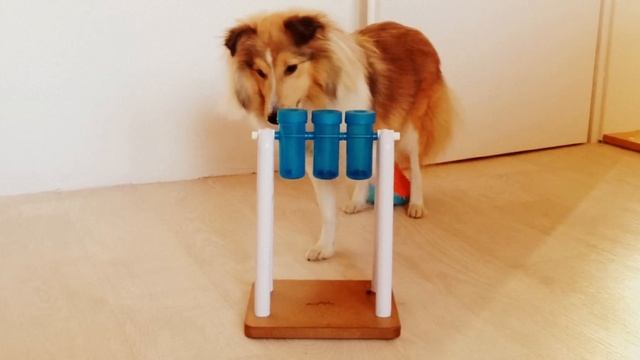 Lexi the Shetland Sheepdog and Turn Around game смотреть онлайн