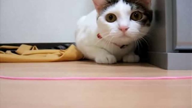 Кот псих смотреть онлайн