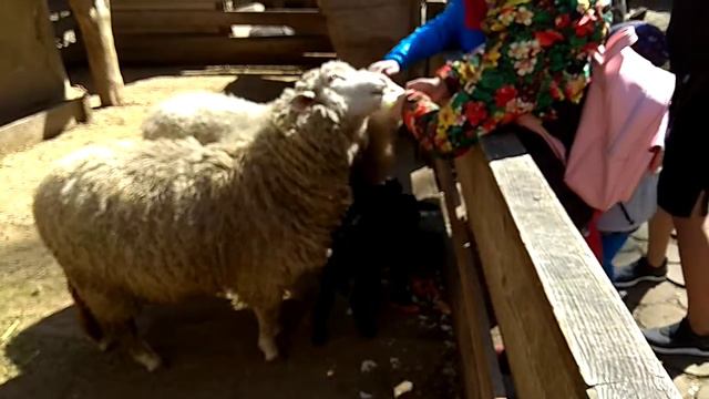 Дети и животные смешное видео. Зоопарк. Овцы. смотреть онлайн