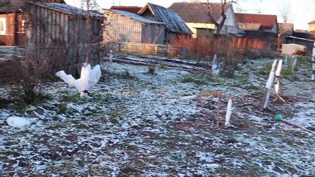 ТАК утепляю саженцы ТОЛЬКО Я. Укрывание саженцев на зиму. Как укрыть саженцы на зиму смотреть онлайн