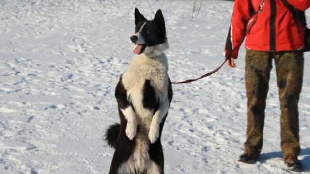 Карельская медвежья собака