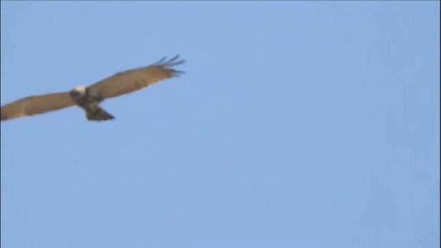 Змееяд Circaetus gallicus ГОЛОС смотреть онлайн