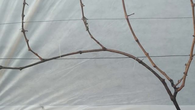 ? ЯСНО И ПОНЯТНО! КАК ОБРЕЗАТЬ ВИНОГРАД ЗА 5 МИНУТ! Классическая обрезка взрослого куста винограда смотреть онлайн