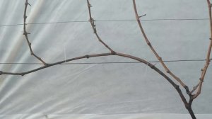 ? ЯСНО И ПОНЯТНО! КАК ОБРЕЗАТЬ ВИНОГРАД ЗА 5 МИНУТ! Классическая обрезка взрослого куста винограда