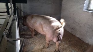 сколько держать Хряка после кастрации//выгодно ли держать Хряка// свинки на продажу