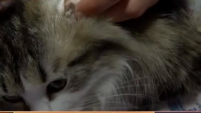 ВСЕ КАК У ЛЮДЕЙ смотреть онлайн