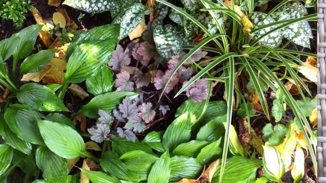 ТІНЬОВИЙ САД ☘️ Назви рослин ? Результат яблучного ?експерименту. смотреть онлайн